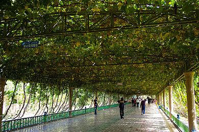 《植物大战僵尸：和睦小镇保卫战》Steam价格永降 从228降至198